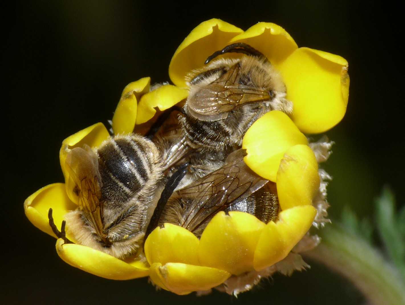 Buonanotte!  Dormitorio di piccoli apoidei (Eucera sp?)